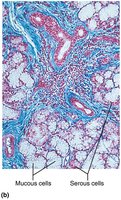 Histology of the salivary glands