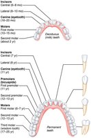 Human dentition (primary and permanent teeth)