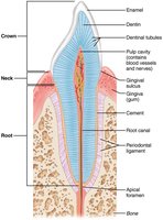 Longitudinal section of a canine tooth within its bony socket