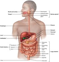Alimentary canal and related accessory digestive organs