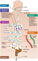 Gastrointestinal tract activities