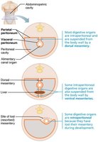 The peritoneum and mesenteries
