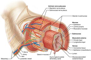 Basic structure of the alimentary canal