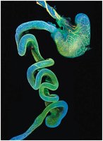The enteric nervous system
