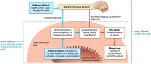 Neural reflex pathways in the GI tract