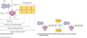 Structure and formation of ATP
