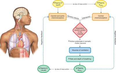 Respiratory control of pH