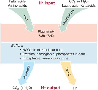 pH balance in the body: H+ input and output