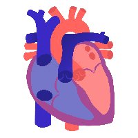 Pulmonary circuit diagram