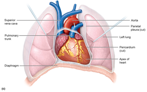 Heart position in thoracic cavity