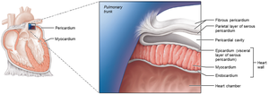 Pericardium structure