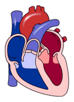 Heart chambers and septa