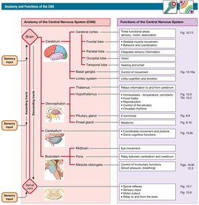 Anatomy and functions of the CNS