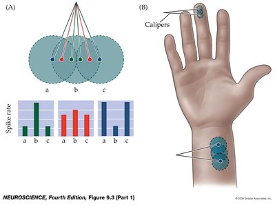 Two-point discrimination threshold