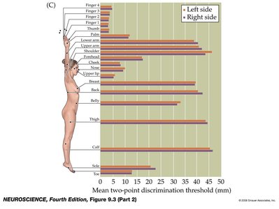 Two-point discrimination threshold (graph)