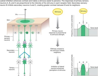 Lateral inhibition