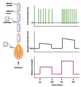 Intensity encoded by changes in AP frequency