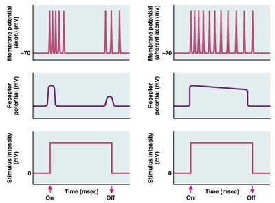 Duration encoded by phasic and tonic receptors