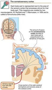 Somatosensory cortex mapping