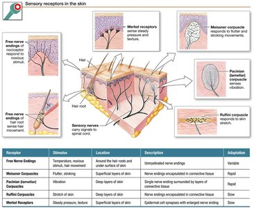 Sensory receptors in the skin