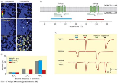 TRP channels sense heat, cold, and chemicals