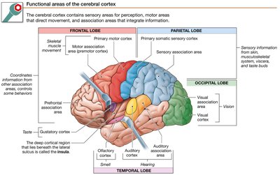 Functional areas of the cerebral cortex