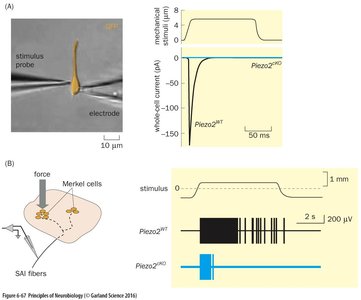Piezo mechanotransduction receptors