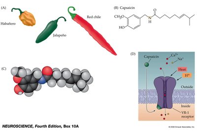 TRPV1 receptor and capsaicin