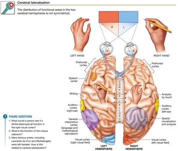 Cerebral lateralization
