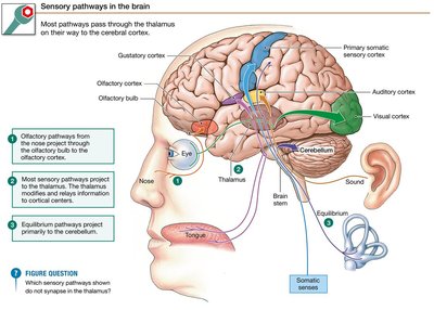 Sensory pathways in the brain