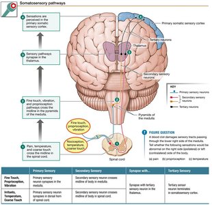 Somatosensory pathways