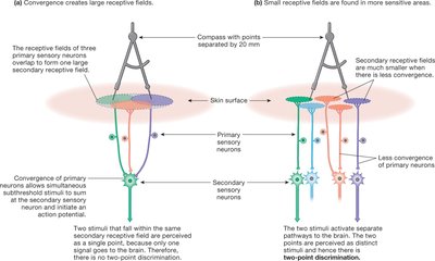 Receptive fields and two-point discrimination