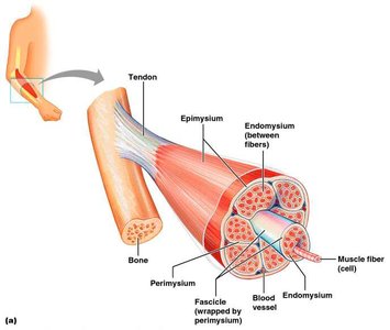 Connective tissue sheaths of skeletal muscle