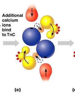 Conformational change in troponin and tropomyosin