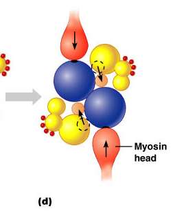 Myosin head binding to actin