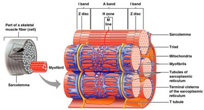 Sarcoplasmic reticulum and T tubules in muscle fiber