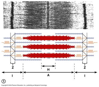 Sliding filament model of contraction
