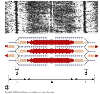 Myosin head action during contraction