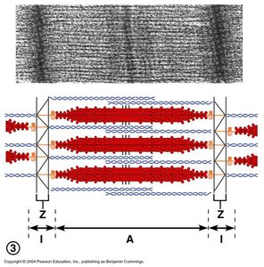 Muscle shortening during contraction
