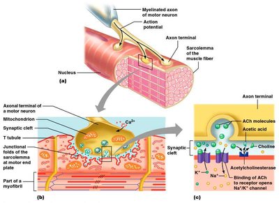 Binding of acetylcholine and action potential generation