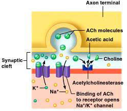 Destruction of acetylcholine by acetylcholinesterase