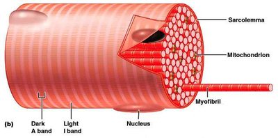 Structure of a muscle fiber
