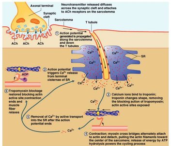Excitation-contraction coupling steps