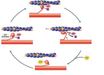 Sequential events of contraction