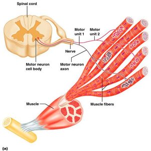 Motor unit structure
