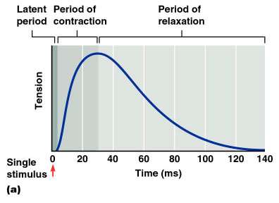 Muscle twitch phases