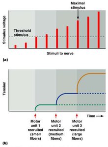 Stimulus intensity and muscle tension