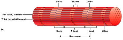 Sarcomere structure