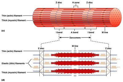 Arrangement of filaments in a sarcomere