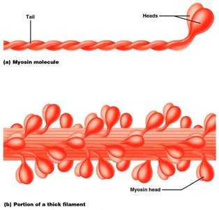 Myosin molecule and thick filament
